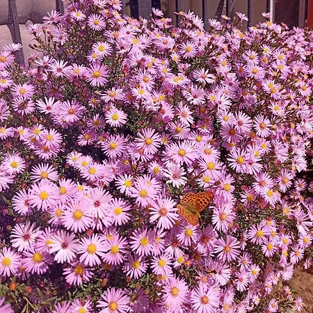 къща горски чар